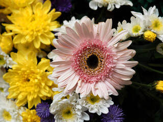 pink and white gerber daisies