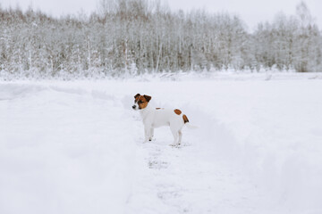 Cute Jack Russell dog walking in the snow.  - 715648371