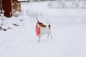 Cute Jack Russell dog playing in the snow. - 715648570