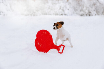 Cute Jack Russell dog playing in the snow. - 715648770