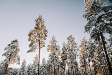 Snow covered pine trees against blue sky. - 715649340
