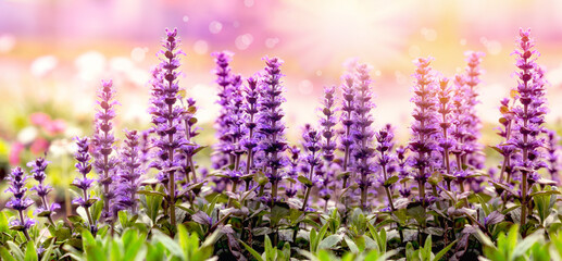 Flowering purple flowers in meadow, beatuful landscape in sunset - 715649373