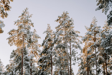 Snow covered pine trees against blue sky. - 715649555