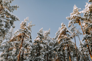Snow covered pine trees against blue sky.