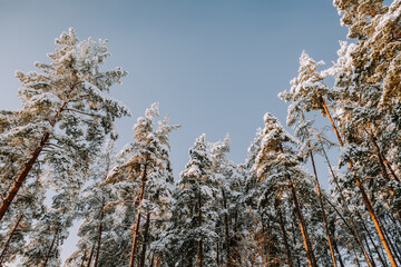 Snow covered pine trees against blue sky. - 715649763