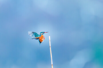 Kingfisher Perched on Stick in Vibrant Display of Nature