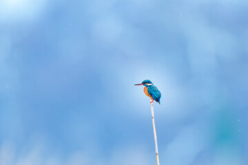 Kingfisher Perched on Stick in Vibrant Display of Nature