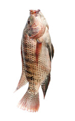 Fresh snapper fish isolated on a white background