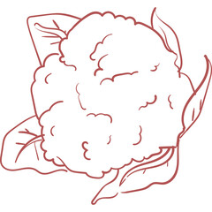 Hand Drawn Doodle Vegetable