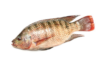 Fresh snapper fish isolated on a white background. 