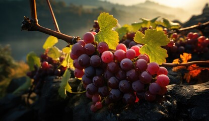 Close-up of two bunches of ripe red grapes in a vineyard during harvest season