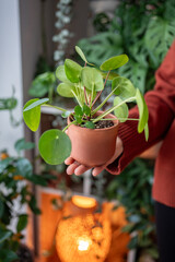 Person holds terracotta pot with Pilea peperomioides in palm of her hand closeup, female showing Chinese money plant, home interior with many houseplant on background. Hobby, plant lovers concept. 