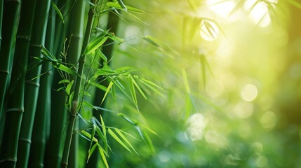 Fototapeta na wymiar Bamboo forest,green nature background