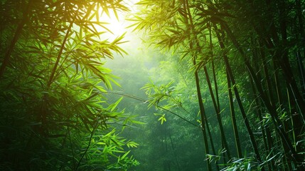 Bamboo forest,green nature background