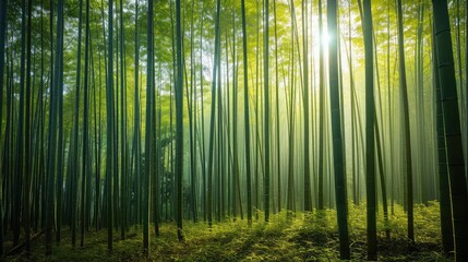 Fototapeta premium Bamboo forest in the morning