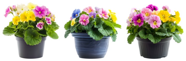 Vibrant pansy flowers in assorted colors presented in three different pots isolated on a transparent background, ideal for gardening and springtime concepts