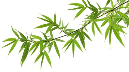 Obraz premium bamboo tree branch isolated on white background