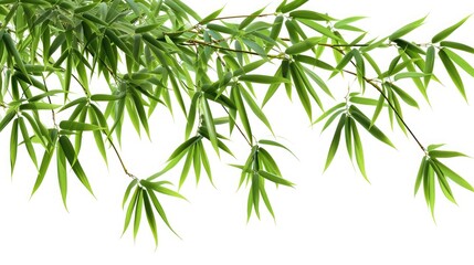 Fototapeta na wymiar bamboo tree branch isolated on white background