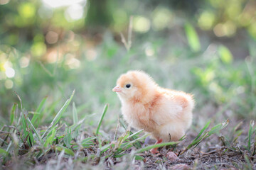 A chicken baby in the garden