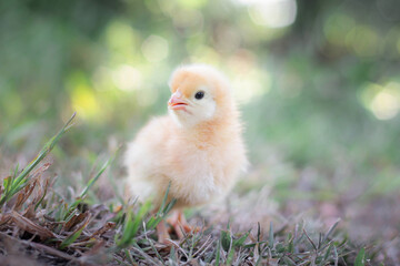 A chicken baby in the garden