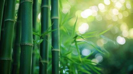 Fototapeta na wymiar Fresh Bamboo Trees In Forest With Blurred Background