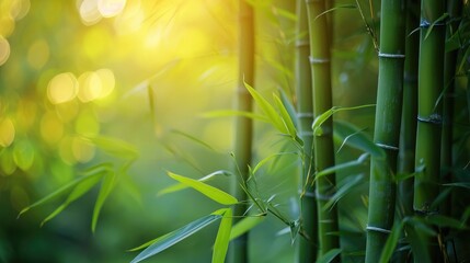 Fresh Bamboo Trees In Forest With Blurred Background