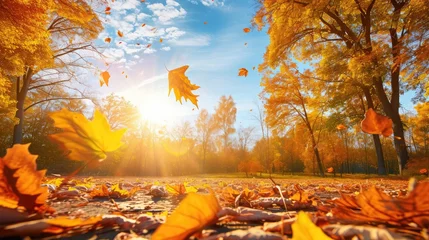  Golden autumn scene in a park, with falling leaves, the sun shining through the trees and blue sky © buraratn