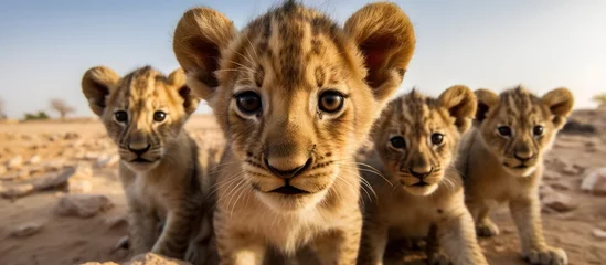 Fotobehang a herd of small lions is looking at the camera on a natural background, desert © gufron
