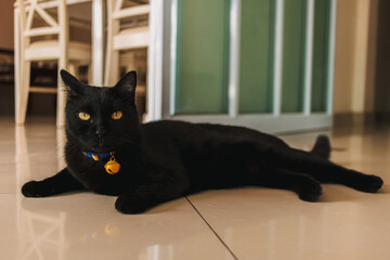 A black domestic chubby Cat lying down side ways on marble floor, resting in front of room at home, looking around with yellow eyes.