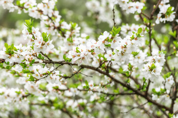 Beautiful spring cherry blossom tree.