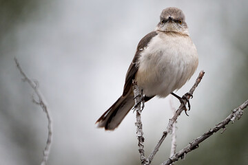 Northern Mockingbird, Mimus polyglottos, sitting on a branch observing the landscape in the Balcones Canyonlands National Wildlife Refuge in Marble Falls, TX during the winter.