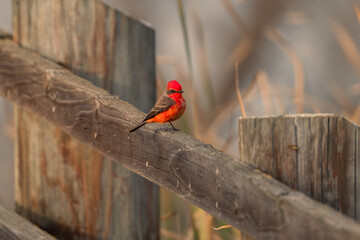 Close up of a male vermillion flycatcher at the San Luis National Wildlife Refuge, near Los Banos, California.