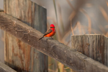 Close up of a male vermillion flycatcher at the San Luis National Wildlife Refuge, near Los Banos,...