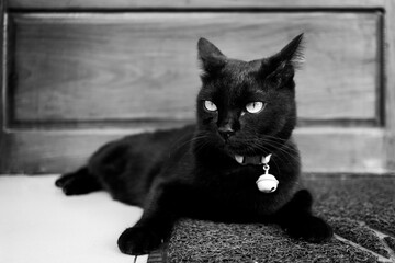 Asian Thai domestic black cat sitting and lying on floor alone at front of wooden door house.