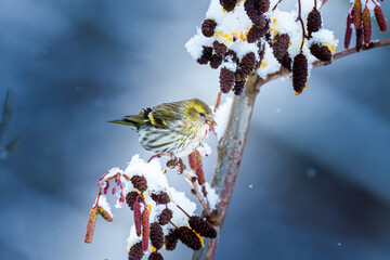 Siskin feeding on a branch in winter