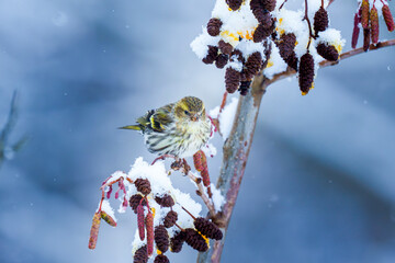 Siskin feeding on a branch in winter