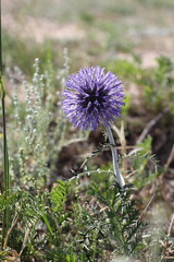 Wild flowers 