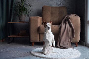 An attentive Jack Russell Terrier dog sits upright on a white rug, its gaze fixed forward in a...