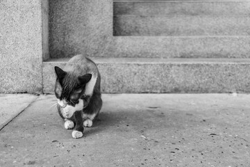 Asian Thai domestic cat grooming itself, keep clean licking while sitting on ground in front of house.