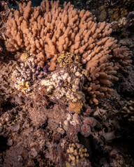 Underwater photography of coral and marine life