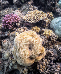 Underwater photography of coral and marine life