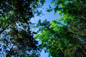 Obraz premium trees and sky