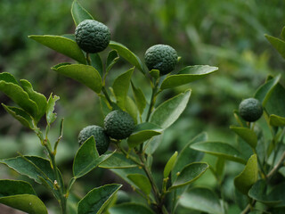 Orange fruit