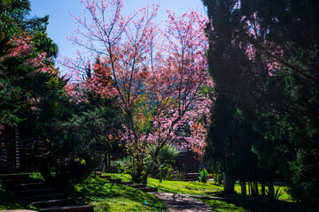 spring in the park