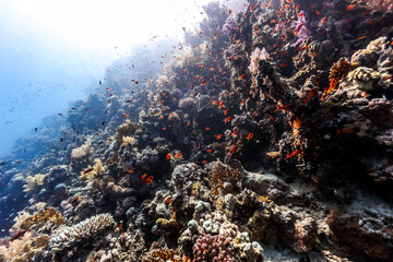 Fototapeta na wymiar Underwater photography of coral and marine life