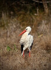 white stork in the grass