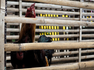 rooster in a cage © idon alrastani