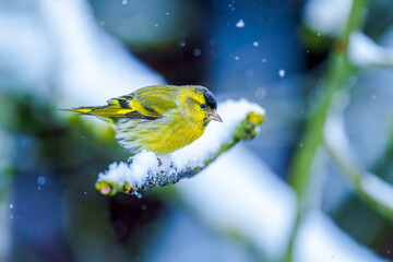 Siskin feeding on a branch in with falling snow