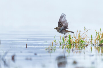 Mountain Pipit looking for Food near a Riverbed
