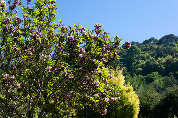 blooming apple tree